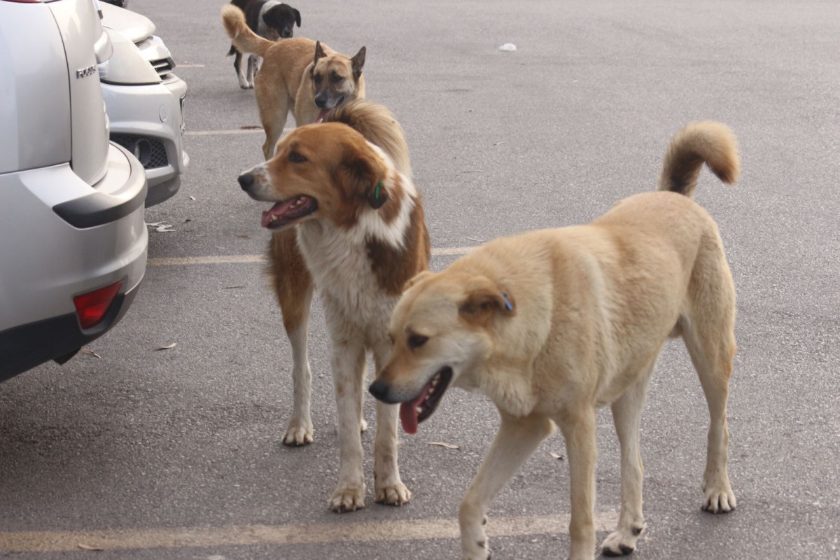 Belediyelere sahipsiz hayvan başına 71 bin TL ceza uygulanacak