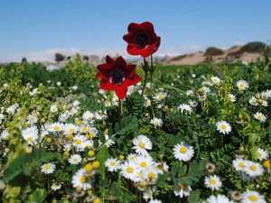 Turizm kenti Antalya, endemik yapısıyla ‘flora müzesi”  